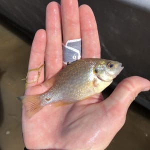 Freshwater Fish Species in Georgia 2023 (ID + Pics) - Pond Informer