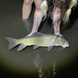 Freshwater Fish Species in Georgia 2023 (ID + Pics) - Pond Informer