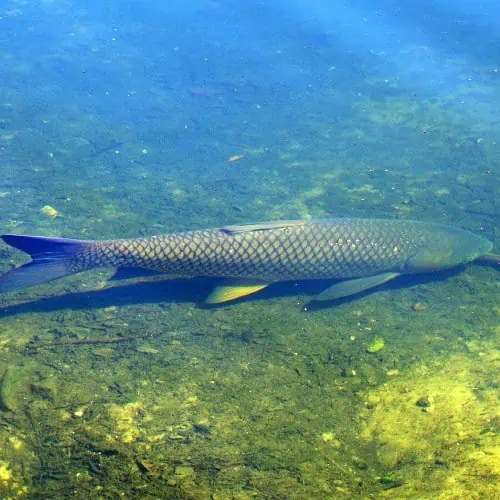 Grass carp underwater