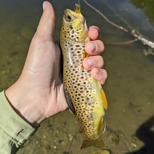 Brown trout in hand