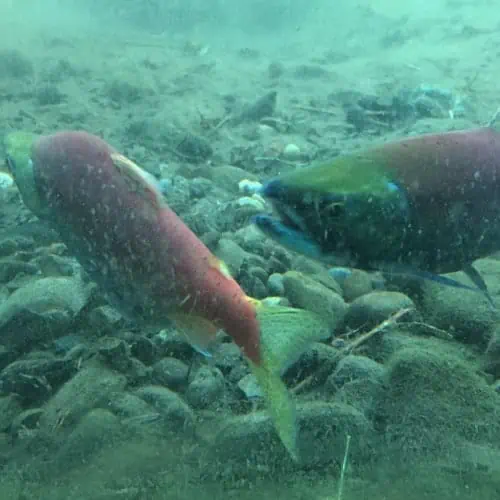 Sockeye salmon underwater