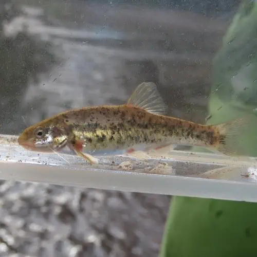Speckled dace