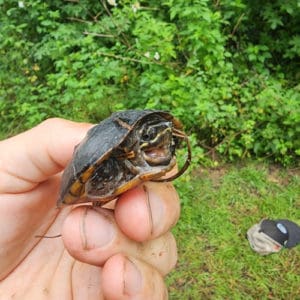 Ohio Turtle Rocks List of Turtle Species in Ohio 2023 (ID + Pics) - Pond Informer