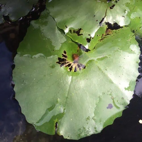 Water lilies leaf damage
