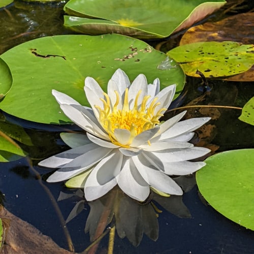 American white water lily in bloom