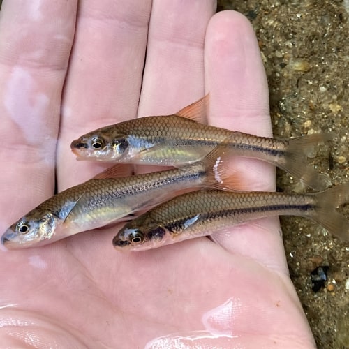 List Of North American Chub Species 2023 ID Pictures Pond Informer