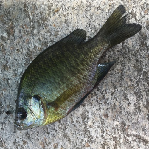 Bluegill