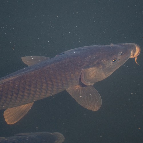 Common carp