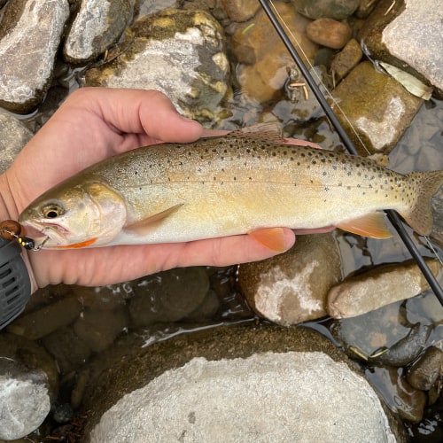 Cutthroat trout