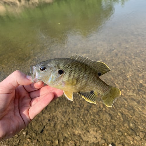 Green sunfish