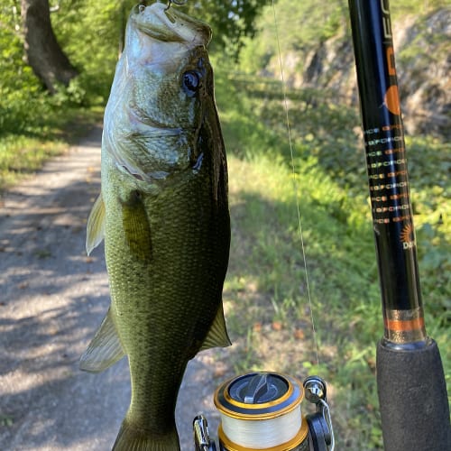 Caught largemouth bass