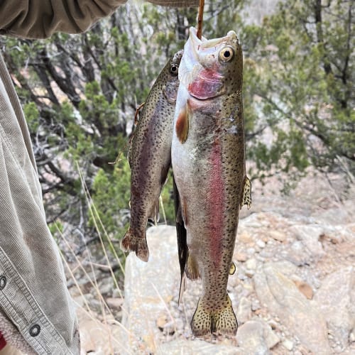 Rainbow trout