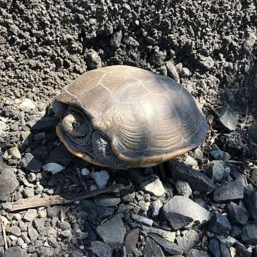 Northern diamondback terrapin