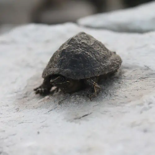 Eastern musk turtle