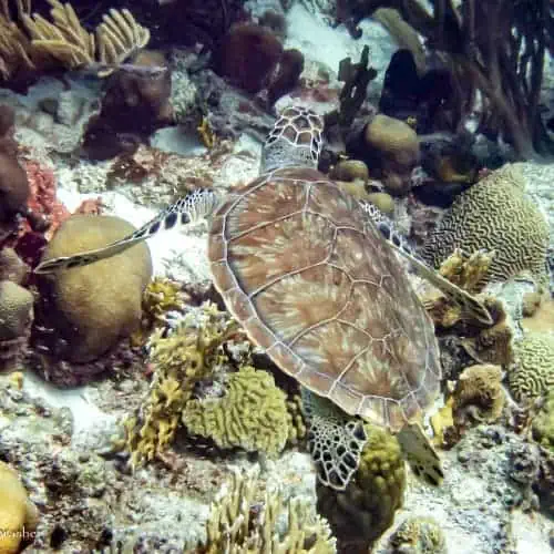 Green sea turtle