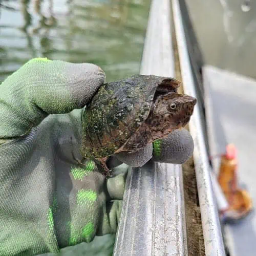 Loggerhead musk turtle