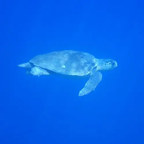 Loggerhead sea turtle