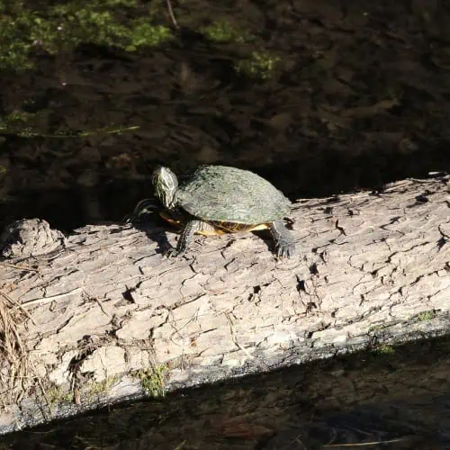 Pond slider on log