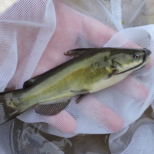 Black bullhead in net