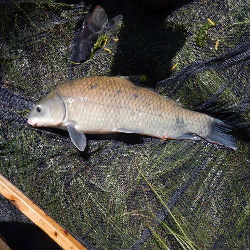 Smallmouth buffalo in net