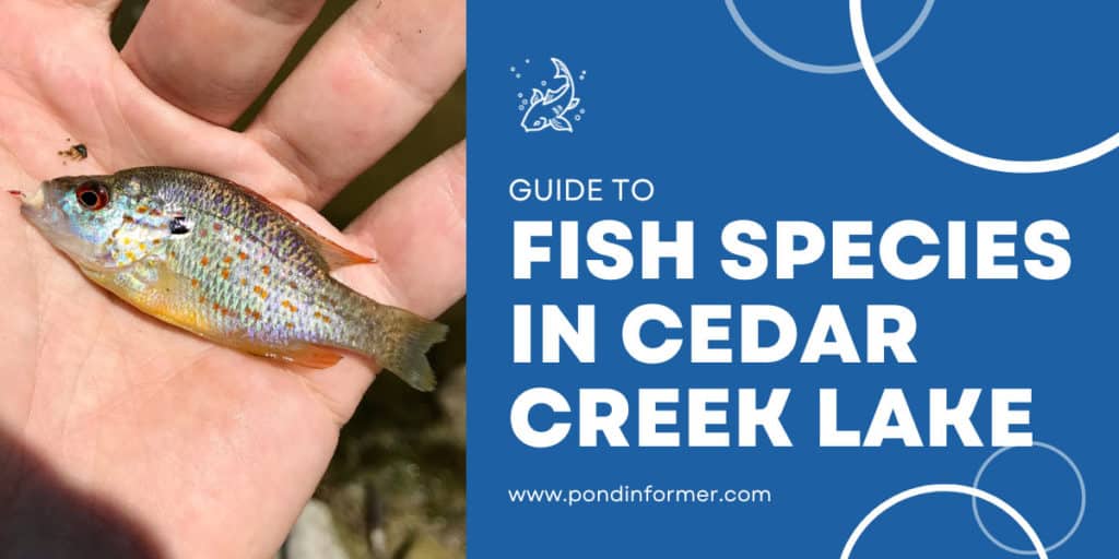 List of Fish Species in Cedar Creek Lake 2023 [Updated] - Pond Informer