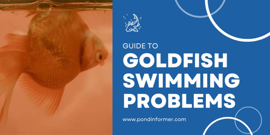 Why Is My Goldfish Swimming Upside Down? (Facts & Advice) Pond Informer