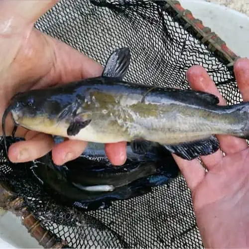 Black bullhead