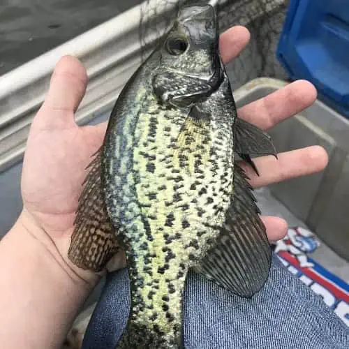 Black crappie in hand