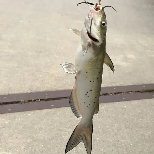 Caught channel catfish