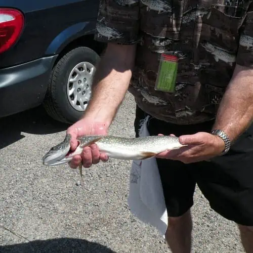 Lake trout in hands