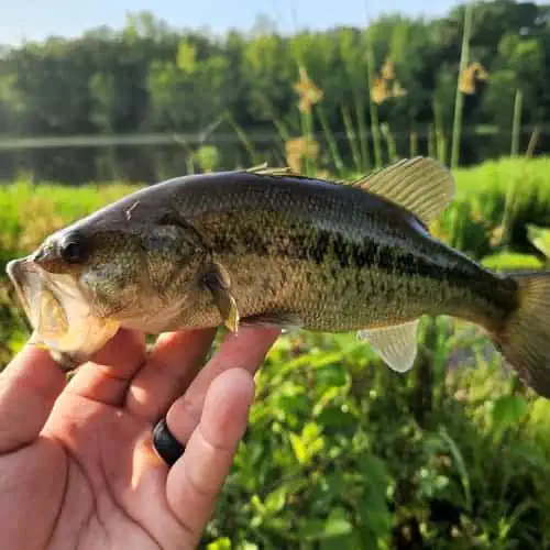 Largemouth bass