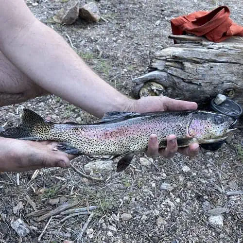 Rainbow trout