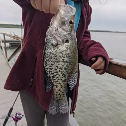 Person holding white crappie