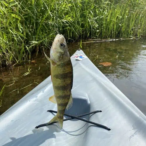 Caught yellow perch