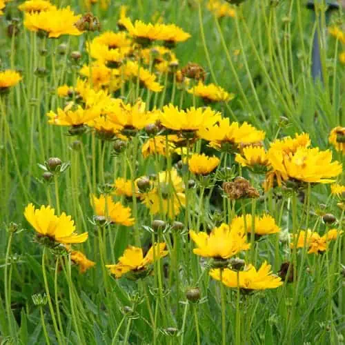 Lanceleaf coreopsis