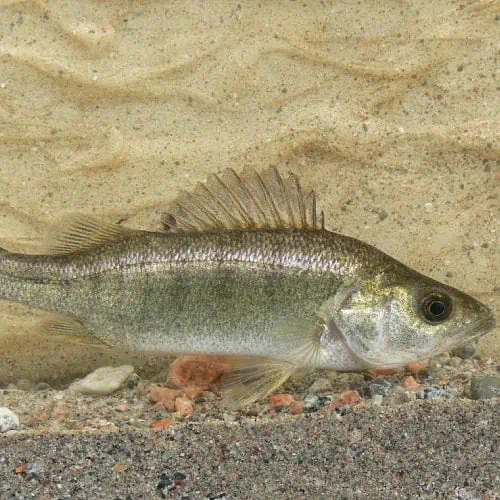 List of Perch Species 2023 [ID + Pictures] Pond Informer