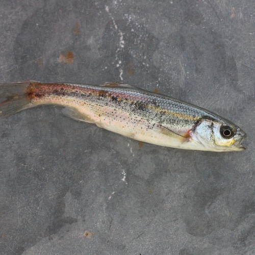 Lahontan redside