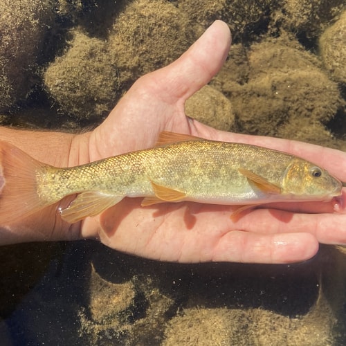 List of Fish Species in Walker Lake, Nevada (Updated) Pond Informer