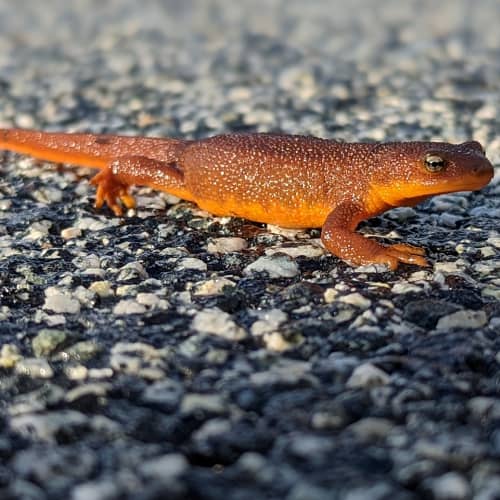 Rough-skinned newt