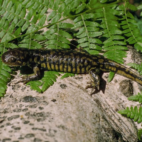 Arizona tiger salamander