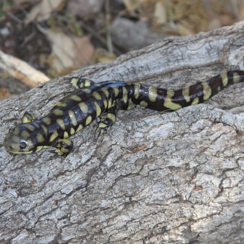 Sonoran tiger salamander