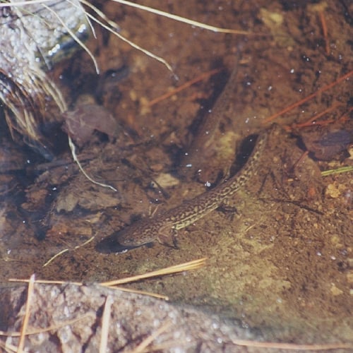 Tarahumara salamander in water