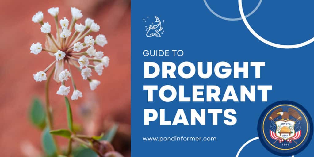 11 Best Drought Tolerant Plants for Utah 2023 [Updated] Pond Informer
