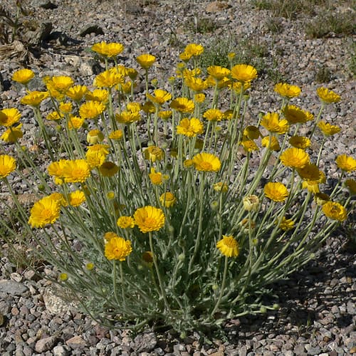 Desert marigold in bloom