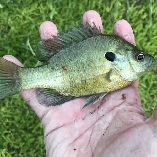 List of Fish Species in Lake Moultrie (Updated) - Pond Informer