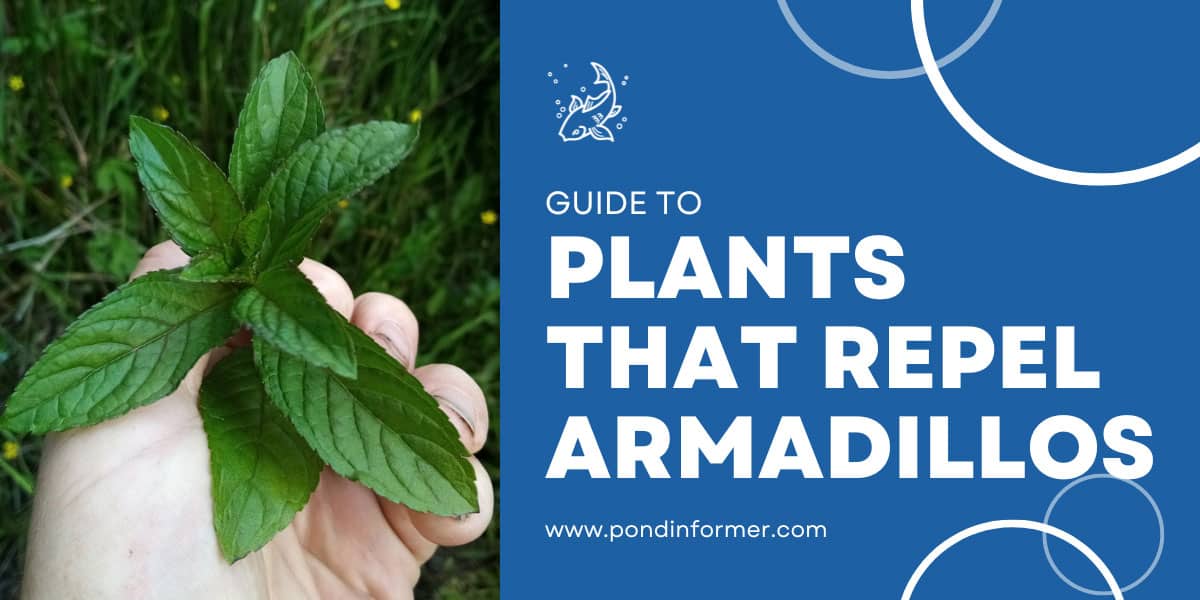 7 Plants That Repel Armadillos Plants They Hate Pond Informer   Plants That Repel Armadillos Guide 