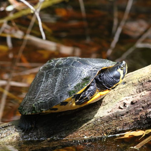 List of Turtle Species in South Carolina 2024 (ID + Pics)