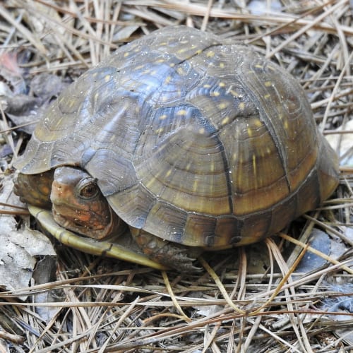 Three-toed box turtle