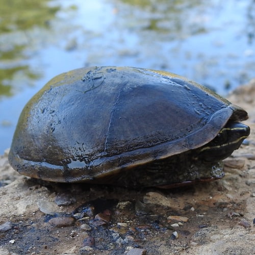 Eastern musk turtle