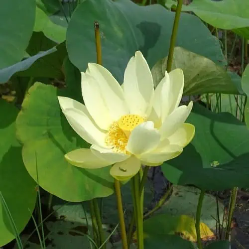 American lotus flower